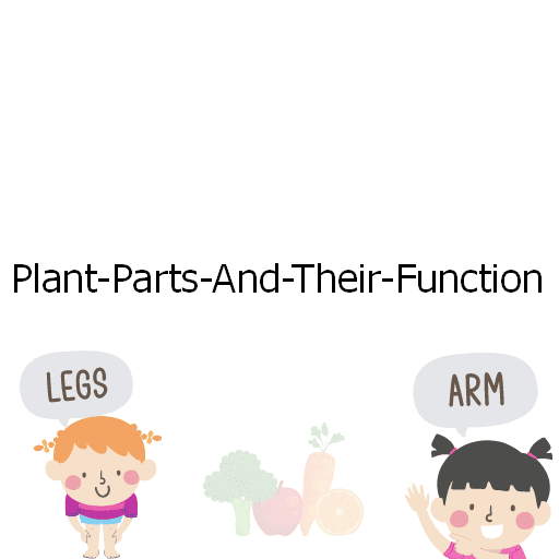 Plant-Parts-And-Their-Function