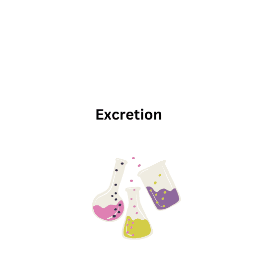  Excretion