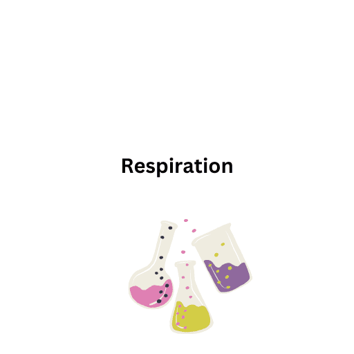 Respiration